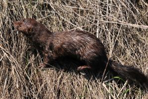 Horne - 4000 mink sluppet løs nord for Varde