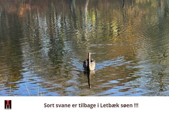 Er sort svane tilbage i Letbæk søen!